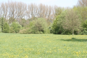 Blühende Löwenzahnwiese